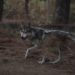 Localizan sano y salvo a ejemplar de lobo gris que se escapó de albergue