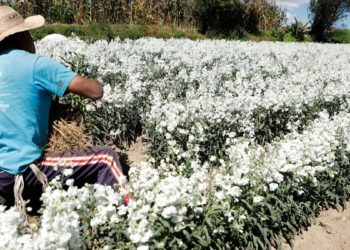 Cosechan flores mexiquenses para Día de Muertos