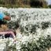 Cosechan flores mexiquenses para Día de Muertos