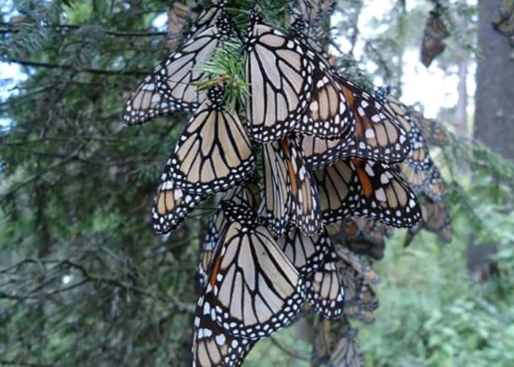 San José del Rincón y su increíble reserva de la Monarca