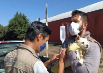 Atienden a mil 246 animales afectados por explosión en San Pablo Xochimehuacan