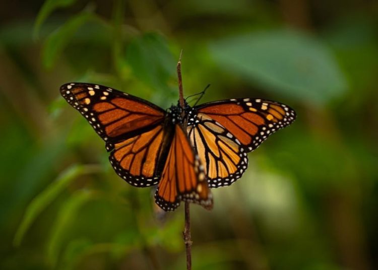 Alistan reapertura de santuarios de la mariposa monarca en Edoméx