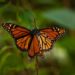 Alistan reapertura de santuarios de la mariposa monarca en Edoméx
