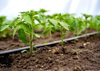 Riego tecnificado, una alternativa para el campo mexicano