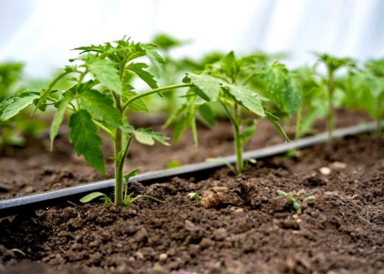 Riego tecnificado, una alternativa para el campo mexicano