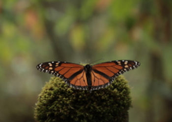 Trabajan en la conservación de la Mariposa Monarca en el Estado de México