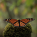 Trabajan en la conservación de la Mariposa Monarca en el Estado de México