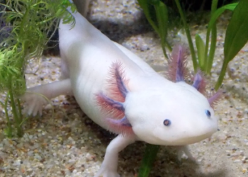 Se resiste a desaparecer el ajolote de Xochimilco