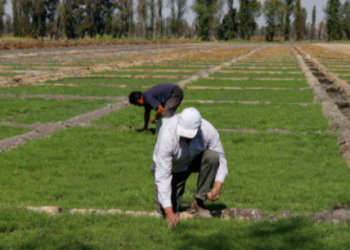 Listas 4 mil 312 toneladas de romeritos para las cenas de Navidad y Año Nuevo
