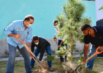 Durango, con más de 43 mil árboles plantados y donados: Salum