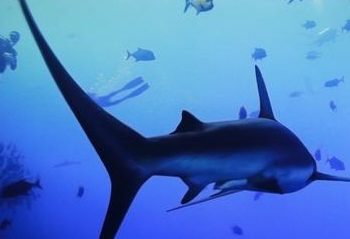 Llega la exposición “Mares de México” para crear conciencia ambiental