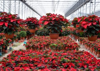 Morelos lidera producción de flor de Noche Buena en México