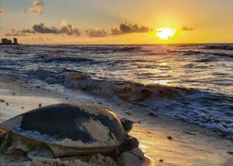 Reconocen esfuerzos para proteger a tortuga marina en Cancún