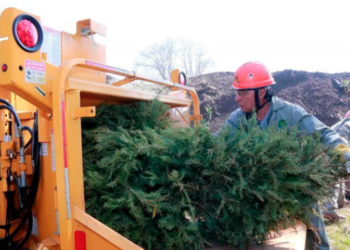 Inicia Edoméx campaña de reciclaje de árboles de Navidad