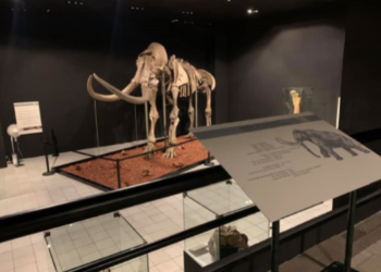 Conoce a Pacha, el mamut de Ecatepec