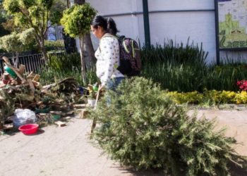 Reutilizan árboles de Navidad en Cuajimalpa; lanzan programa Árbol por Árbol, Tu Ciudad Reverdece
