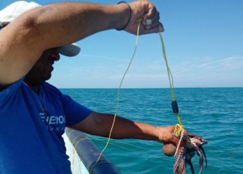 Cambio climático podría afectar pesca del pulpo maya