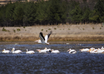 Arriban bandadas de pelícano blanco americano al Parque Estatal Sierra Morelos