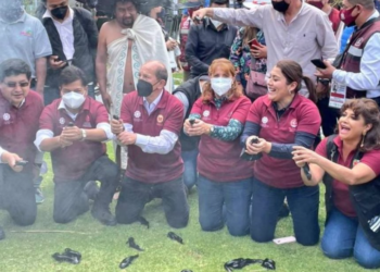 Alcaldes morenistas liberan a 200 ajolotes ignorando a la ciencia