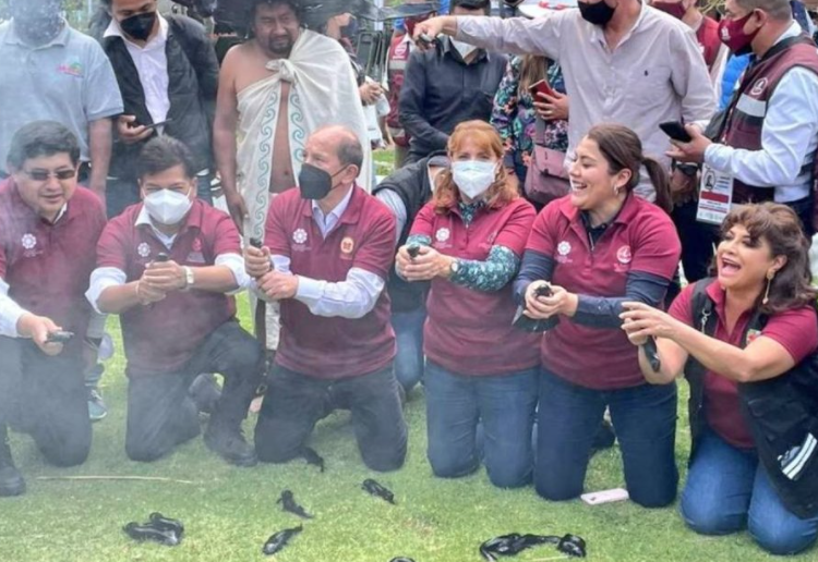 Alcaldes morenistas liberan a 200 ajolotes ignorando a la ciencia