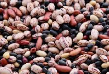 Estima Agricultura crecimiento de 11.4% de la producción de frijol en 2021; mantiene tendencia al alza