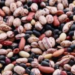 Estima Agricultura crecimiento de 11.4% de la producción de frijol en 2021; mantiene tendencia al alza