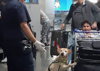 Aeropuerto Felipe Ángeles tendrá binomios caninos para evitar entrada de plagas o enfermedades