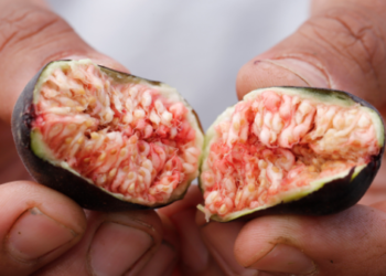 Higo, ventana de oportunidad para productores mexiquenses