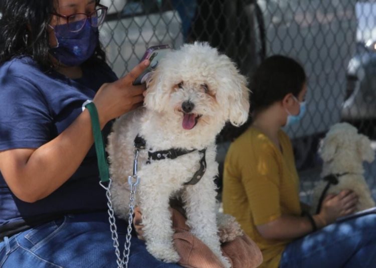Realiza Saltillo campaña de esterilización de mascotas
