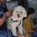 Realiza Saltillo campaña de esterilización de mascotas