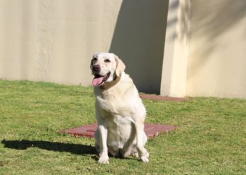 Diputados alistan ruta legislativa para aprobar reforma eléctrica