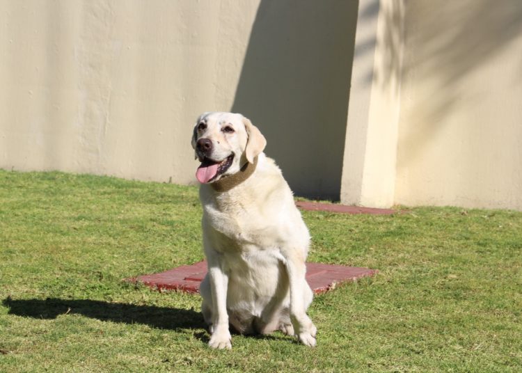 Diputados alistan ruta legislativa para aprobar reforma eléctrica