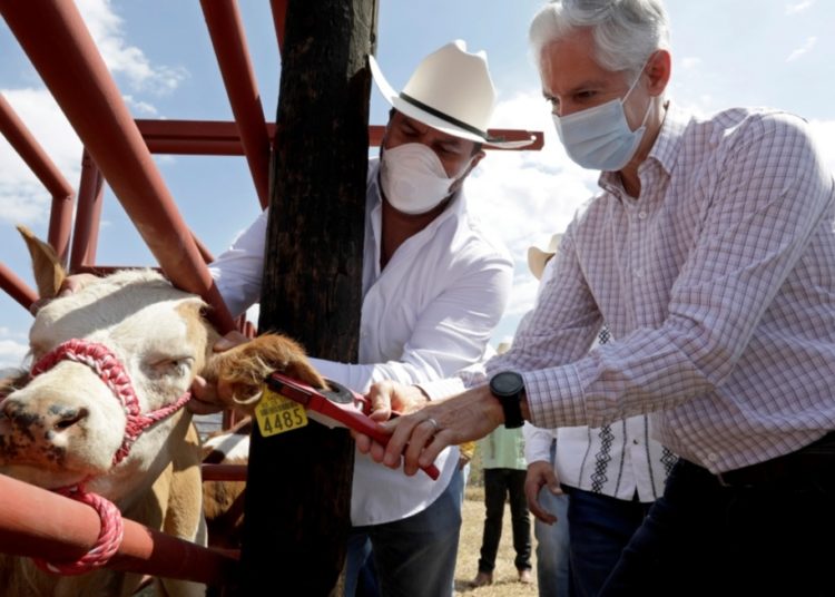 Inicia en el sur del Edoméx campaña de aretado de ganado
