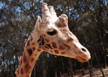 Vive un safari en Chapa de Mota, Edoméx