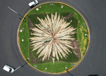 Dicen adios a Palma de Paseo de la Reforma