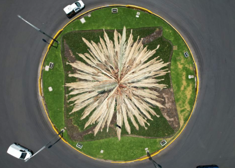 Dicen adios a Palma de Paseo de la Reforma