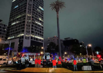 Supervisa Sheinbaum retiro de la Palma de glorieta en Reforma