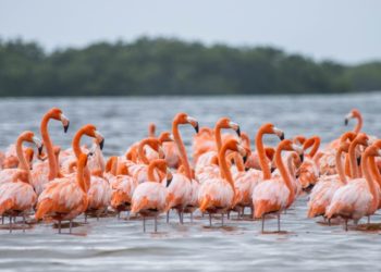 Observar aves en libertad, una opción de turismo sustentable en Yucatán