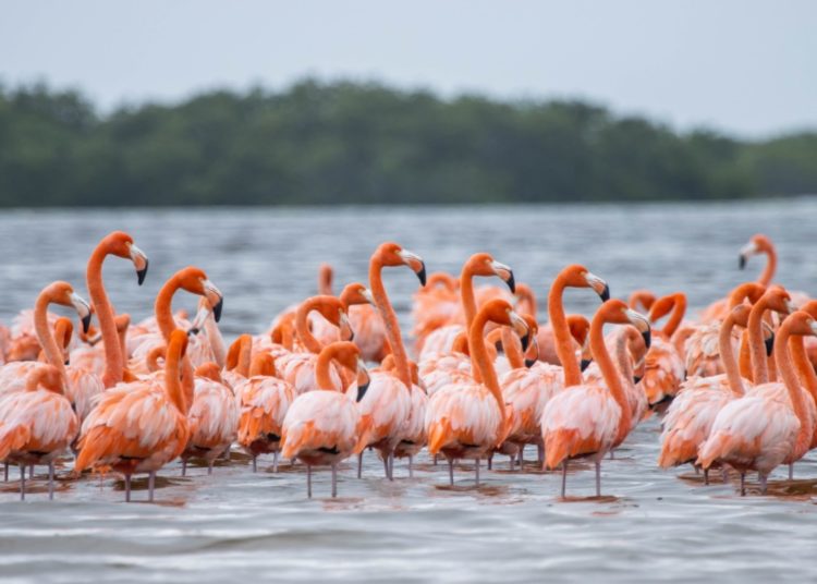 Observar aves en libertad, una opción de turismo sustentable en Yucatán