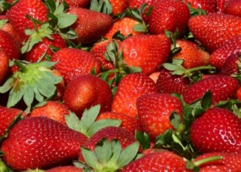 Es Edoméx cuarto productor nacional de fresa