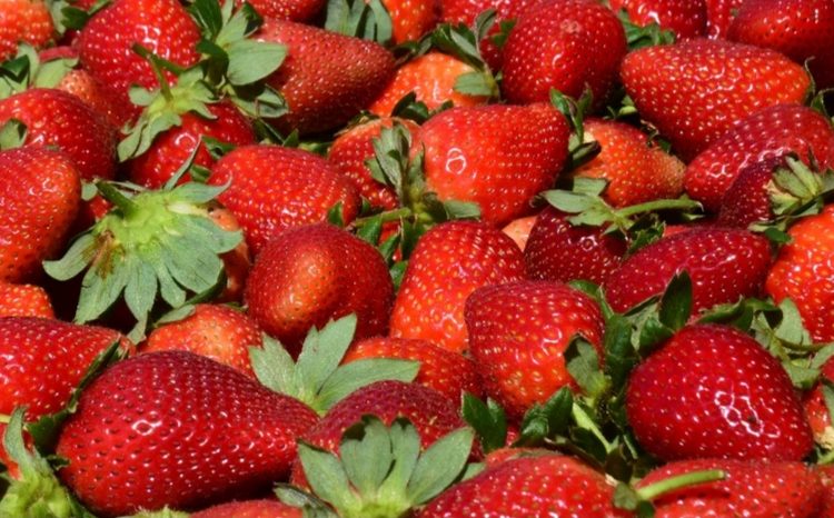 Es Edoméx cuarto productor nacional de fresa