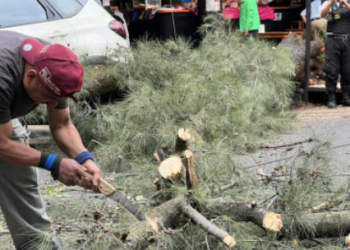 Atiende Cuauhtémoc árboles caídos por fuertes vientos