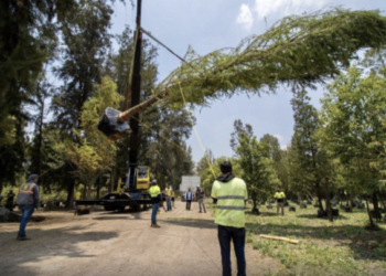 Llega a la Ciudad de México el ahuehuete que dará vida a la Glorieta de la Palma en Reforma