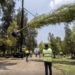 Llega a la Ciudad de México el ahuehuete que dará vida a la Glorieta de la Palma en Reforma