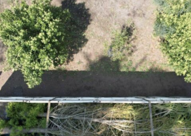 Listo el ahuehuete que llegará a Paseo de la Reforma