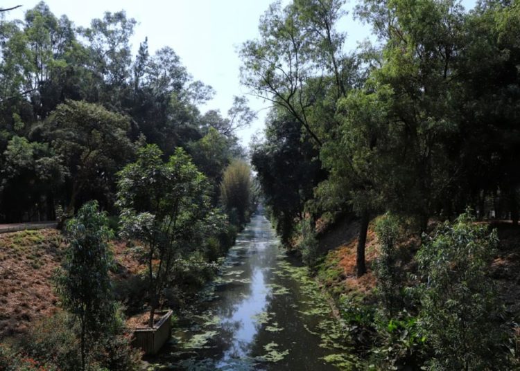 Matan a mono araña durante operativo