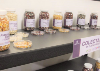 Entrega Gobierno del Estado de México remodelación del Banco de Germoplasma