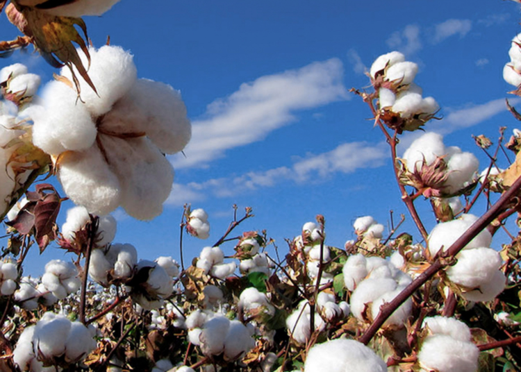 Seis municipios de Tamaulipas, libres de plagas del algodonero