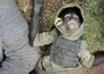 Matan a mono araña durante operativo