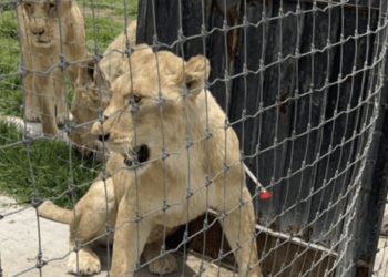 Zoológico de Chapultepec acoge 7 leones, un tigre y 14 primates del santuario Black Jaguar White Tiger